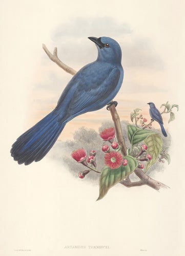 Item nr. 154905 Artamides Temmincki. The Birds of New Guinea and the Adjacent Papuan Islands. John Gould, Richard Bowder Sharpe, RIchard Bowdler Sharpe.