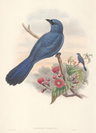 Artamides Temmincki. The Birds of New Guinea and the Adjacent Papuan Islands...