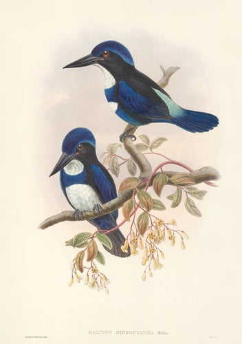 Item nr. 154906 Halcyon Nigrocyanea. The Birds of New Guinea and the Adjacent Papuan Islands. John Gould, Richard Bowder Sharpe, RIchard Bowdler Sharpe.