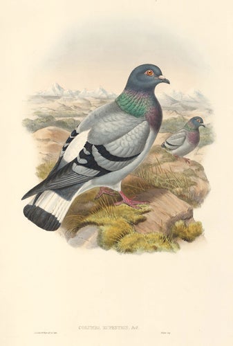 Item nr. 154914 Columba Rupestris. The Birds of Asia. John Gould.