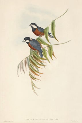 Item nr. 154915 Parus Castaneoventris. The Birds of Asia. John Gould