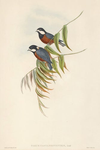 Item nr. 154915 Parus Castaneoventris. The Birds of Asia. John Gould.