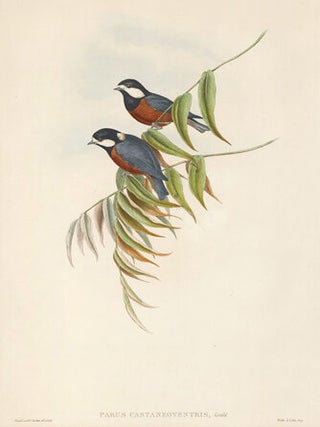 Parus Castaneoventris. The Birds of Asia.