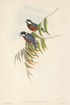 Parus Castaneoventris. The Birds of Asia.