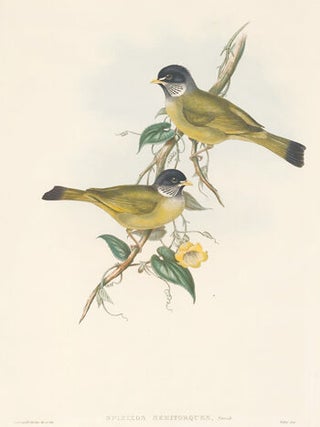 Item nr. 154916 Spizixos Semitorques. The Birds of Asia. John Gould