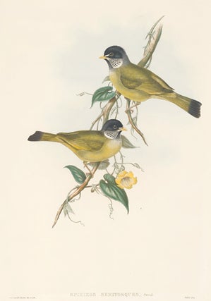 Item nr. 154916 Spizixos Semitorques. The Birds of Asia. John Gould