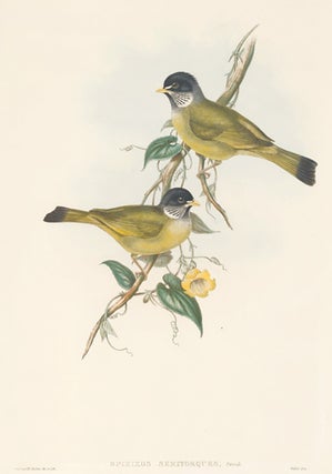 Spizixos Semitorques. The Birds of Asia.