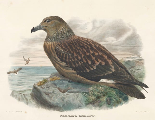 Item nr. 154917 Stercirarius Catarractes. The New and Heretofore Unfigured Species of the Birds of North America. Daniel Giraud Elliot.