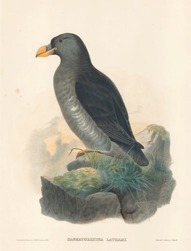 Item nr. 154919 Sagmatorrhina Lathami. The New and Heretofore Unfigured Species of the Birds of North America. Daniel Giraud Elliot.