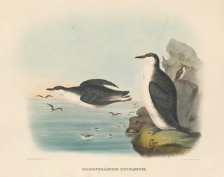 Item nr. 154920 Brachyrhampus Hypoleucus. The New and Heretofore Unfigured Species of the Birds...