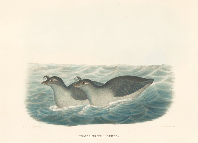 Item nr. 154922 Phaleris Tetracula. The New and Heretofore Unfigured Species of the Birds of North America. Daniel Giraud Elliot.
