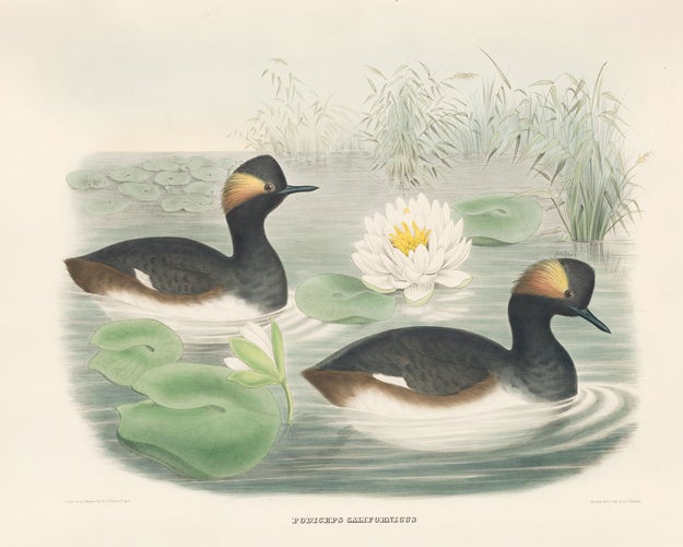 Item nr. 154923 Podiceps Californicus. The New and Heretofore Unfigured Species of the Birds of North America. Daniel Giraud Elliot.