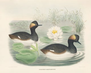 Podiceps Californicus. The New and Heretofore Unfigured Species of the Birds of North America