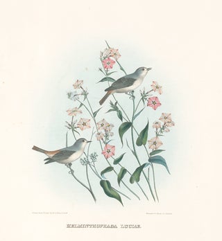 Item nr. 154925 Helminthophaga Luciae. The New and Heretofore Unfigured Species of the Birds of...