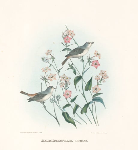Item nr. 154925 Helminthophaga Luciae. The New and Heretofore Unfigured Species of the Birds of North America. Daniel Giraud Elliot.
