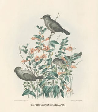 Item nr. 154926 Lophophanes Inornatus. The New and Heretofore Unfigured Species of the Birds of...