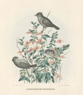 Lophophanes Inornatus. The New and Heretofore Unfigured Species of the Birds of North America