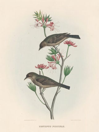 Item nr. 154927 Contopus Pertinax. The New and Heretofore Unfigured Species of the Birds of North...