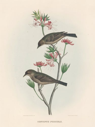 Item nr. 154927 Contopus Pertinax. The New and Heretofore Unfigured Species of the Birds of North America. Daniel Giraud Elliot.