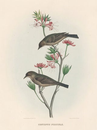 Contopus Pertinax. The New and Heretofore Unfigured Species of the Birds of North America