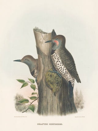 Item nr. 154928 Colaptes Chrysoides. The New and Heretofore Unfigured Species of the Birds of...