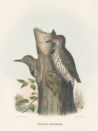 Colaptes Chrysoides. The New and Heretofore Unfigured Species of the Birds of North America