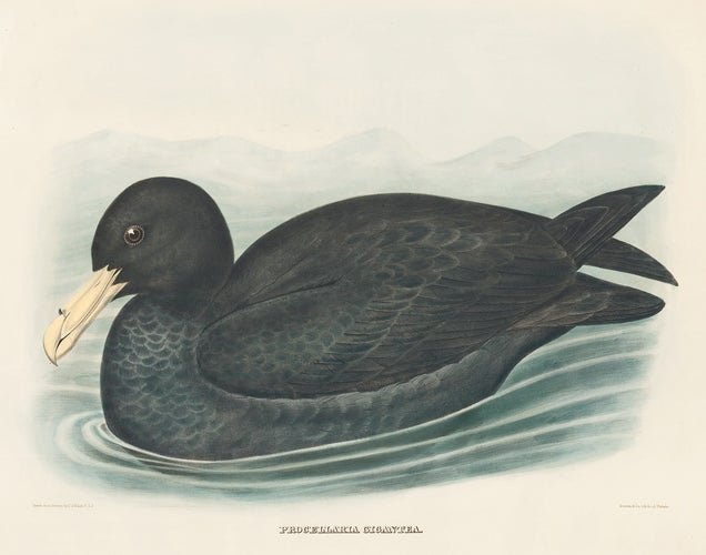 Item nr. 154929 Procellaria Gigantea. The New and Heretofore Unfigured Species of the Birds of North America. Daniel Giraud Elliot.