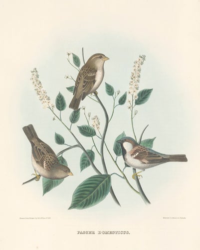 Item nr. 154930 Passer Domesticus. The New and Heretofore Unfigured Species of the Birds of North America. Daniel Giraud Elliot.