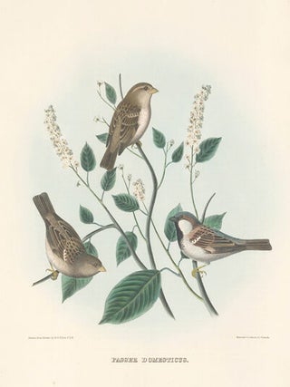 Passer Domesticus. The New and Heretofore Unfigured Species of the Birds of North America