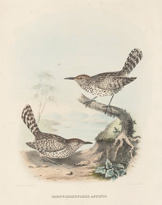 Item nr. 154931 Campylorhynchus Affinis. The New and Heretofore Unfigured Species of the Birds of...