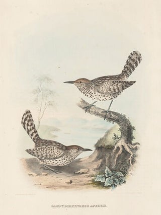 Campylorhynchus Affinis. The New and Heretofore Unfigured Species of the Birds of North America