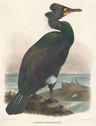 Item nr. 154932 Graculus Perspicillatus. The New and Heretofore Unfigured Species of the Birds of...