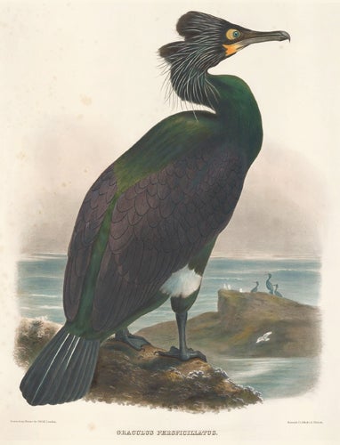 Item nr. 154932 Graculus Perspicillatus. The New and Heretofore Unfigured Species of the Birds of North America. Daniel Giraud Elliot.