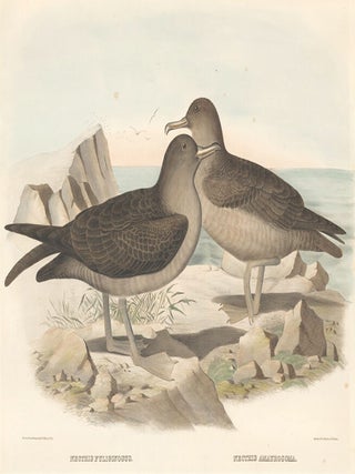 Nectris Fuliginosus and Nectris Amaurosoma. The New and Heretofore Unfigured Species of the Birds of North America
