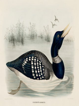 Item nr. 154934 Colymbus Adamsii. The New and Heretofore Unfigured Species of the Birds of North...