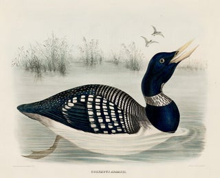 Colymbus Adamsii. The New and Heretofore Unfigured Species of the Birds of North America
