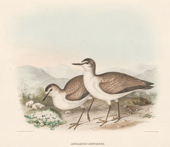 Item nr. 154935 Aegialitis Montanus. The New and Heretofore Unfigured Species of the Birds of North America. Daniel Giraud Elliot.