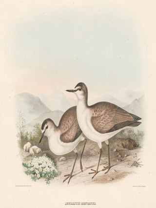 Aegialitis Montanus. The New and Heretofore Unfigured Species of the Birds of North America
