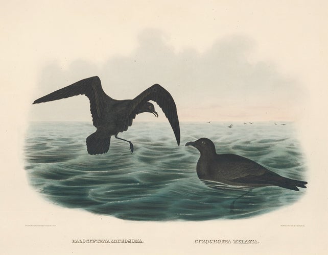 Item nr. 154936 Halocyptena Microsoma and Cymochorea Melania. The New and Heretofore Unfigured Species of the Birds of North America. Daniel Giraud Elliot.