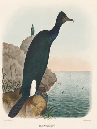 Item nr. 154937 Graculus Bairdii. The New and Heretofore Unfigured Species of the Birds of North...