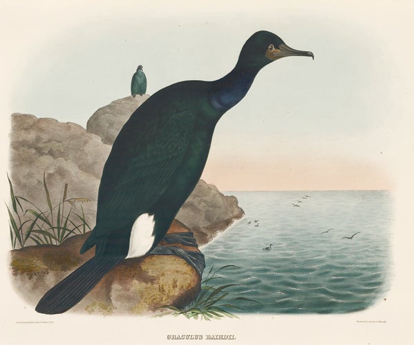 Item nr. 154937 Graculus Bairdii. The New and Heretofore Unfigured Species of the Birds of North America. Daniel Giraud Elliot.