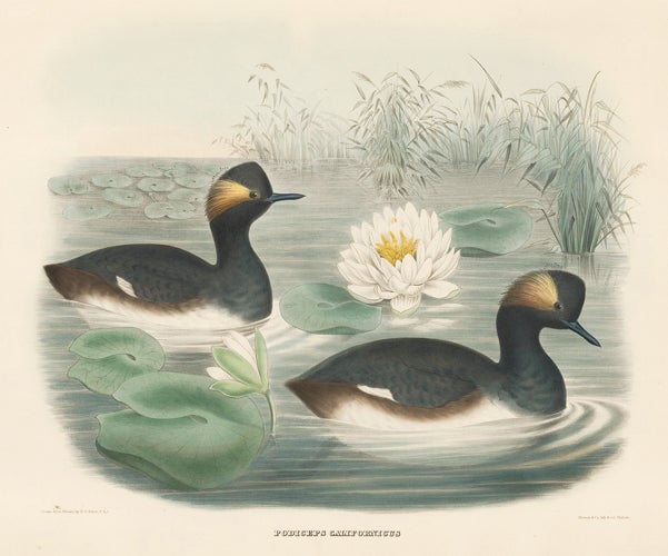 Item nr. 154938 Podiceps Californicus. The New and Heretofore Unfigured Species of the Birds of North America. Daniel Giraud Elliot.