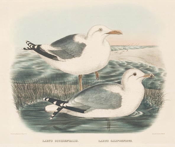 Item nr. 154939 Larus Californicus. The New and Heretofore Unfigured Species of the Birds of North America. Daniel Giraud Elliot.