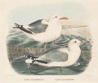 Larus Californicus. The New and Heretofore Unfigured Species of the Birds of North America