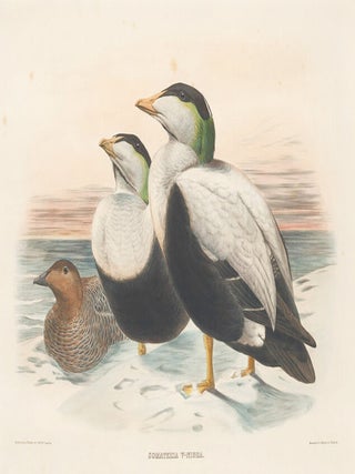 Item nr. 154940 Somateria V-Nigra. The New and Heretofore Unfigured Species of the Birds of North...