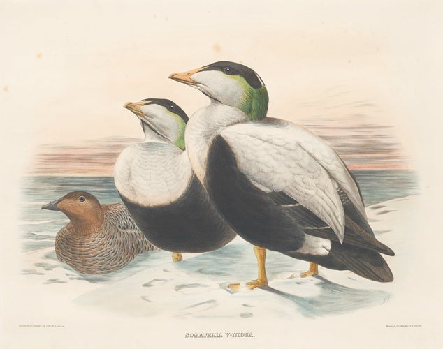 Item nr. 154940 Somateria V-Nigra. The New and Heretofore Unfigured Species of the Birds of North America. Daniel Giraud Elliot.