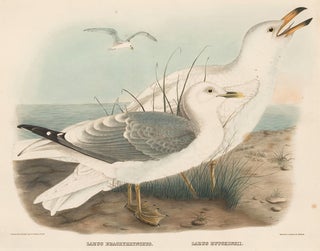 Item nr. 154941 Larus Brachyrhynchus and Larus Hutchinsii. The New and Heretofore Unfigured...