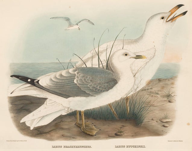 Item nr. 154941 Larus Brachyrhynchus and Larus Hutchinsii. The New and Heretofore Unfigured Species of the Birds of North America. Daniel Giraud Elliot.