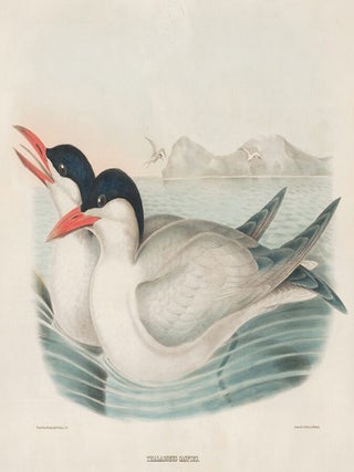 Item nr. 154942 Thalasseus Caspius. The New and Heretofore Unfigured Species of the Birds of...