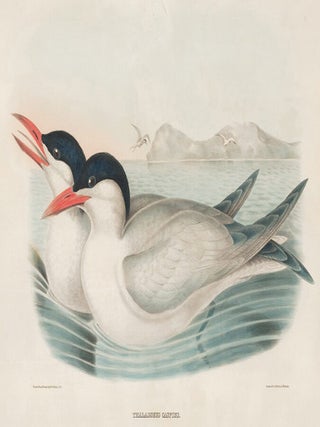 Thalasseus Caspius. The New and Heretofore Unfigured Species of the Birds of North America